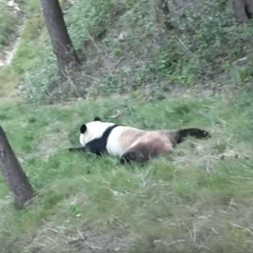 панда катается с травяной горки