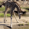 жираф с длинными ногами 