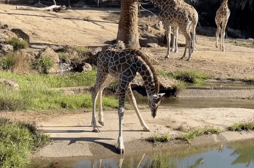 жираф с длинными ногами