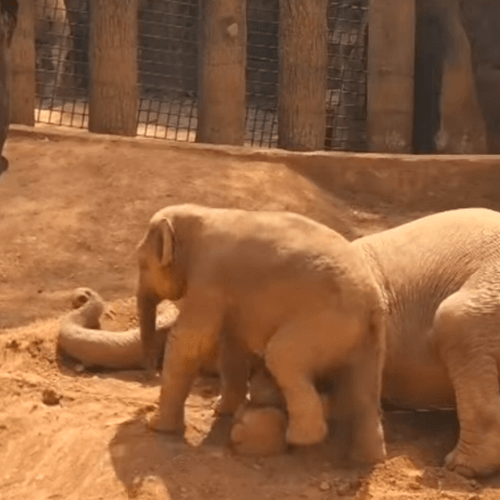 слонёнок замучил свою маму 