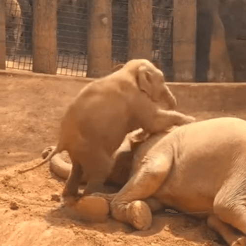 слонёнок замучил свою маму