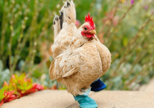 ботиночки для цыплёнка без пальцев 