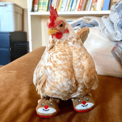 ботиночки для цыплёнка без пальцев
