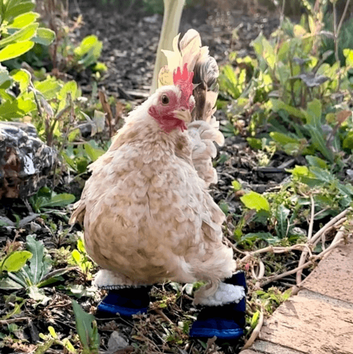 ботиночки для цыплёнка без пальцев