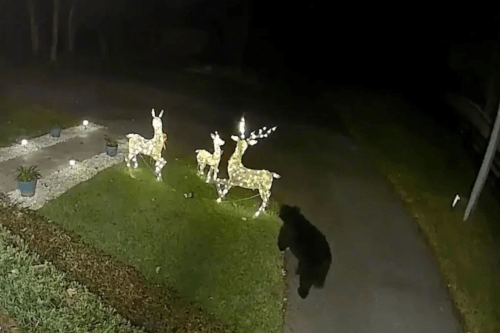 медведь и праздничные олени