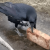 ворона пытается разбить орех 