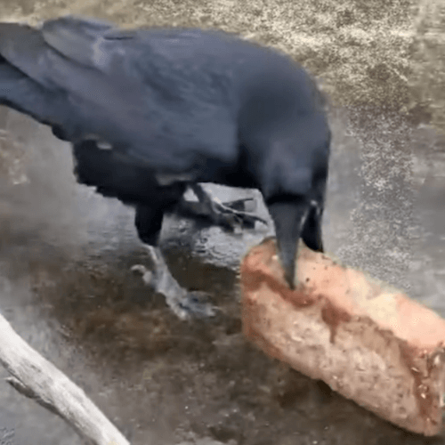 ворона пытается разбить орех