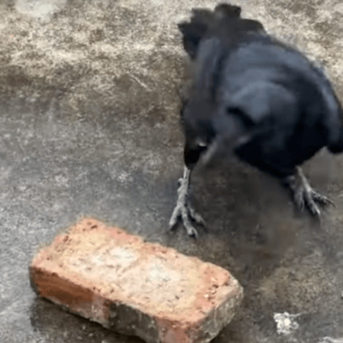 ворона пытается разбить орех