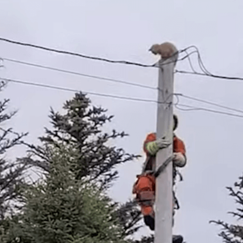 кот спрыгнул вниз со столба 