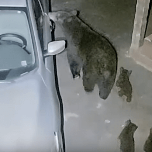медведица выломала окно машины 