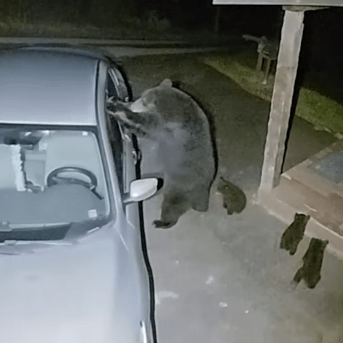 медведица выломала окно машины