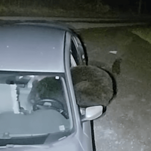 медведица выломала окно машины