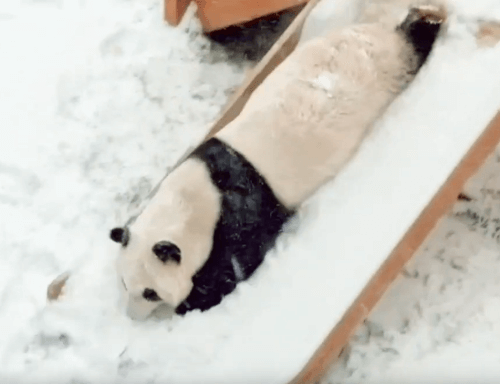 панда порадовалась снегу 