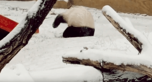 панда порадовалась снегу