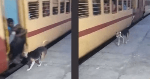 собака нападает на пассажиров 