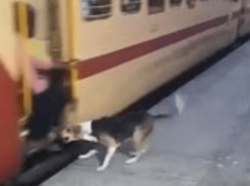 собака нападает на пассажиров