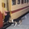 собака нападает на пассажиров