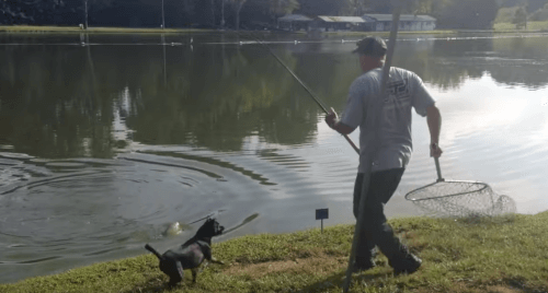 рыбак поймал сачком собаку 