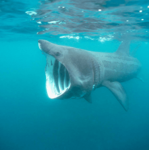 останки гигантской акулы