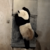 панда стучавшая в дверь 