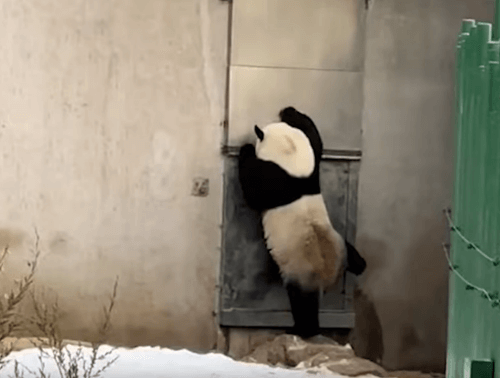 панда стучавшая в дверь