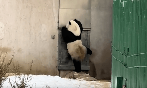 панда стучавшая в дверь
