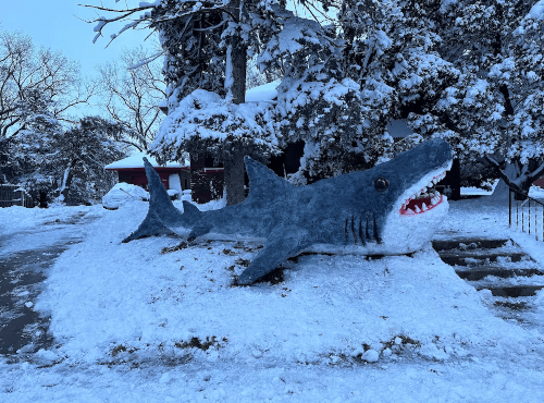 снежная скульптура акулы