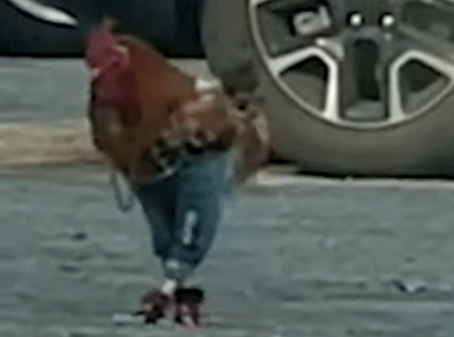 курица гуляет в джинсах
