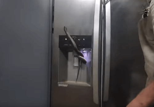 змея застряла в холодильнике 