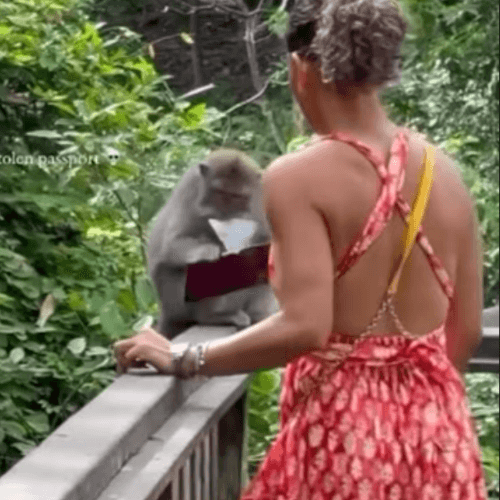 обезьяна украла паспорт туристки