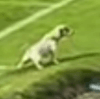 собака описалась во время футбола