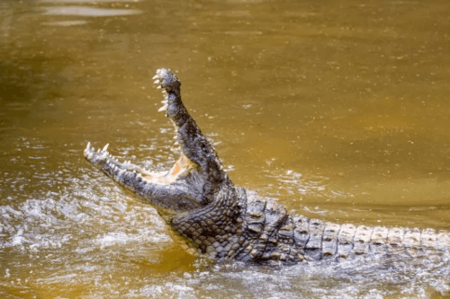 крокодилы напали на пророка