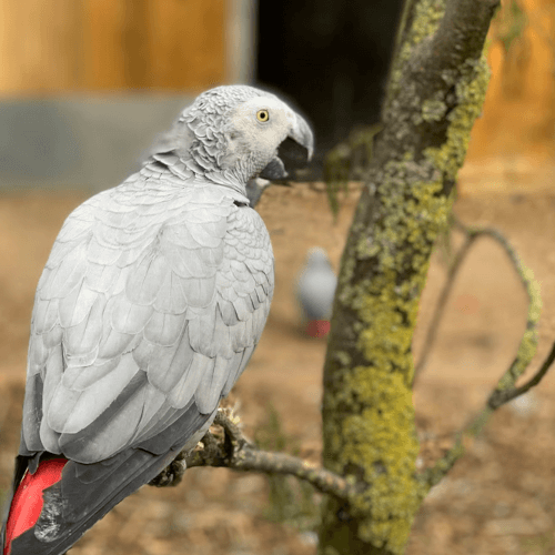 попугаи-сквернословы в зоопарке 