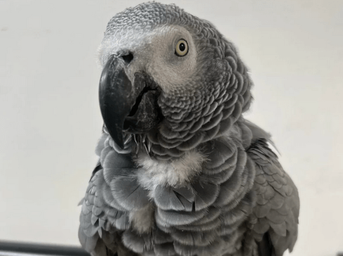 попугаи-сквернословы в зоопарке