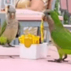 попугаи воруют специи из ресторана 