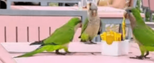 попугаи воруют специи из ресторана