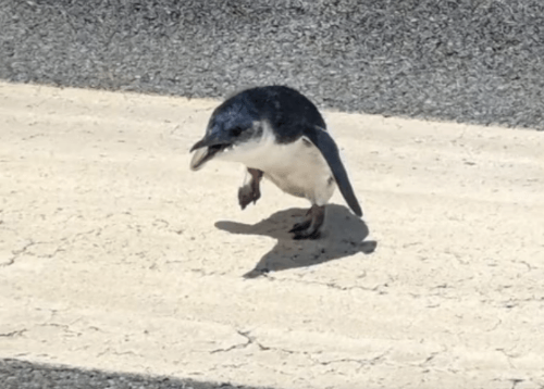 пингвин пробрался в аэропорт