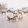 гиеновые собаки посреди дороги 