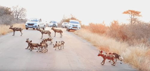 гиеновые собаки посреди дороги