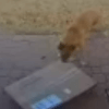 собака украла коробку с кормом 