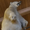 чучело белого медведя похитили