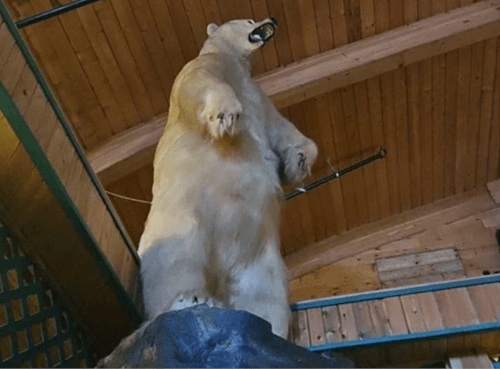 чучело белого медведя похитили