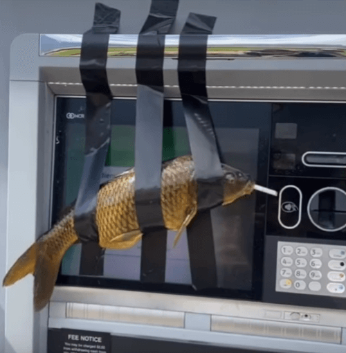 рыбины приклеенные к банкоматам