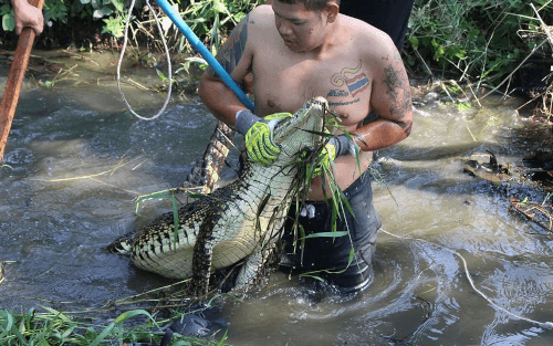 крокодил загорал на берегу пруда