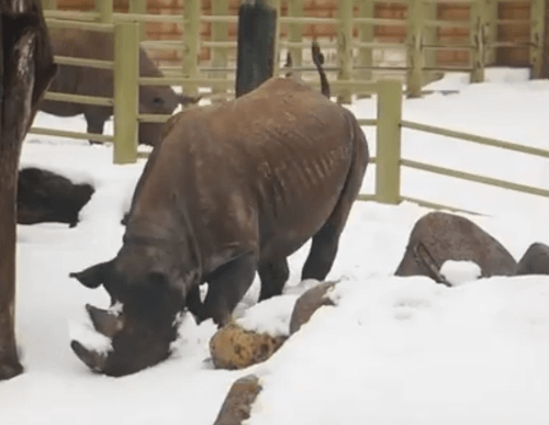 носорог полюбил игры в снегу 