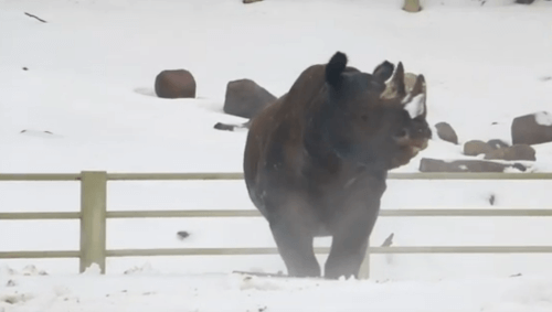 носорог полюбил игры в снегу