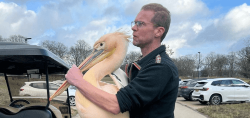 пеликан сбежал за границу