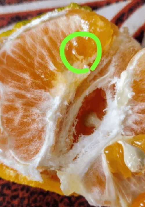 червяк в заказанном апельсине