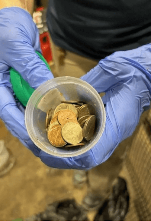 монетки в желудке аллигатора