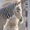 маленькая зебра погибла в зоопарке 